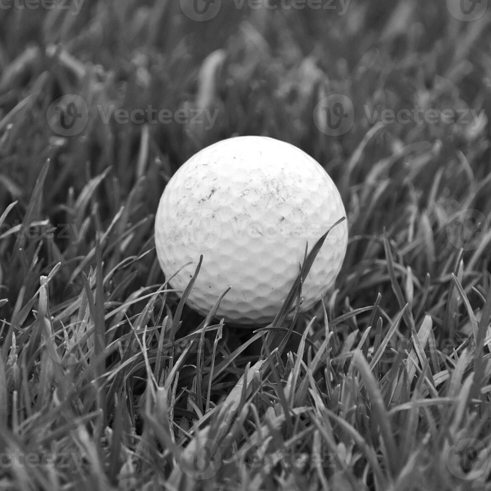 Game in the golf club against the background of the green juicy grass photo