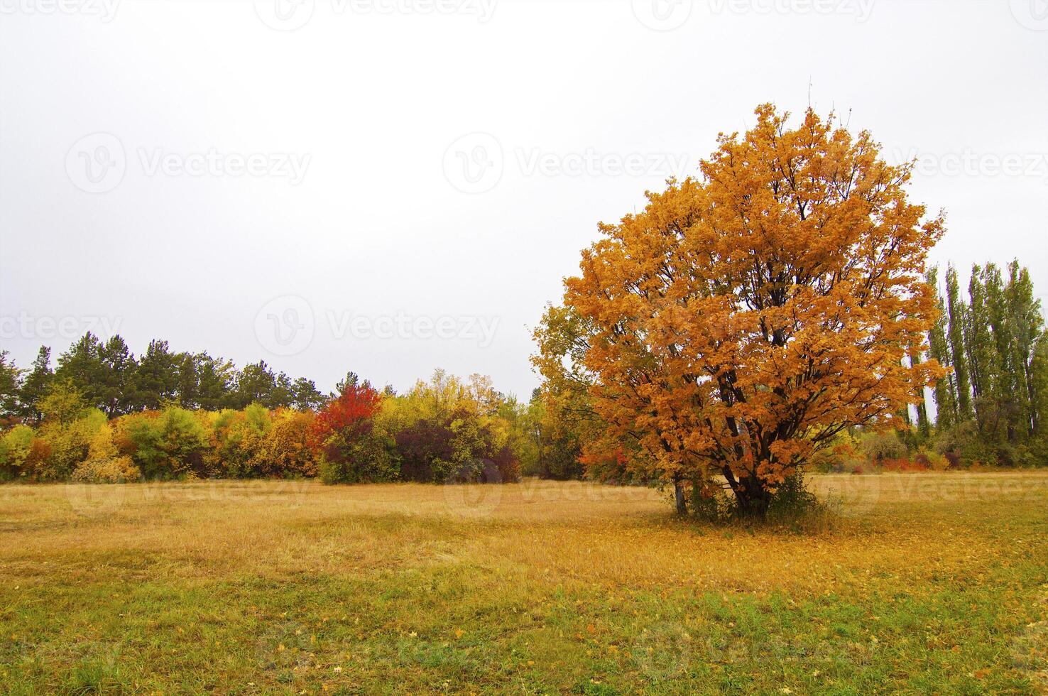 Autumnal trees on the sunset into park photo