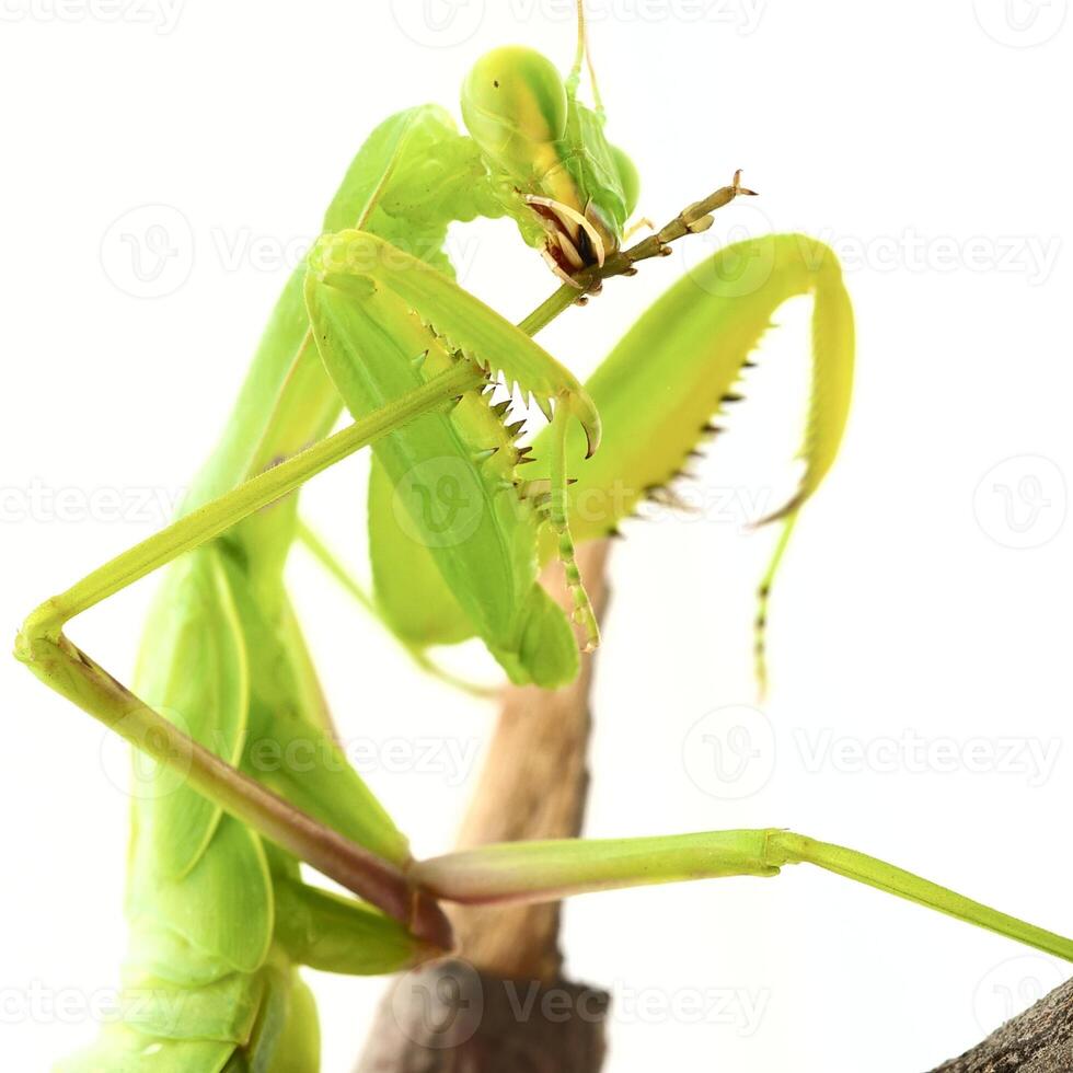 Close-up of a praying green mantis. Studio shot photo