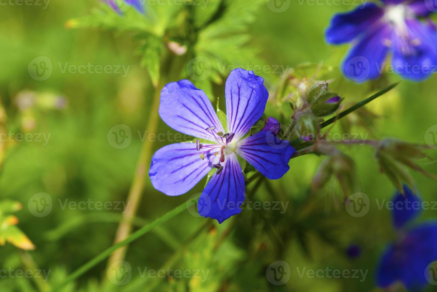 salvaje flor en el montañas foto