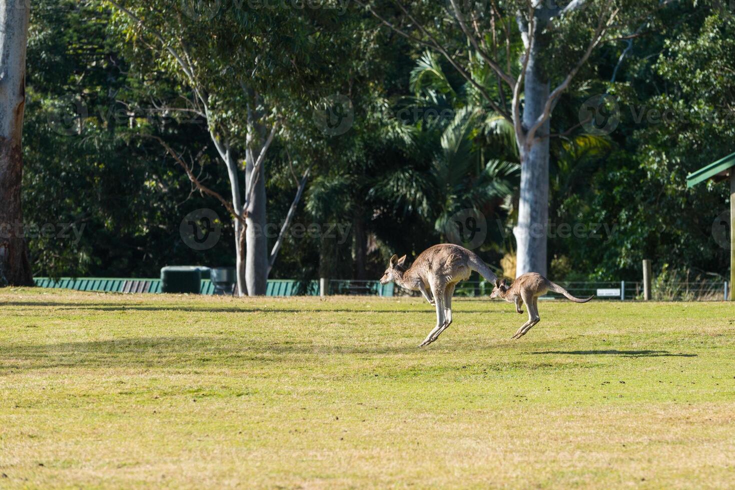Kangaroo in the National Park, Brisbane, Australia photo