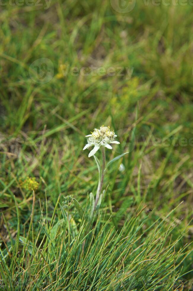 Mountain flower, Edelweiss photo