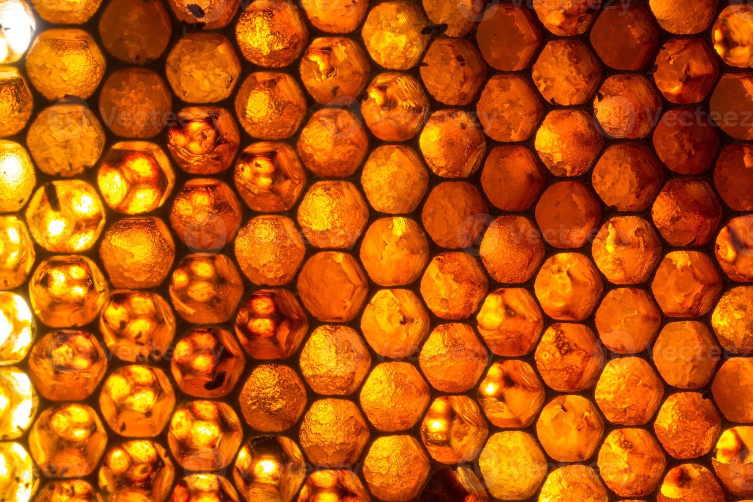Studio Close-up of Honeycomb photo