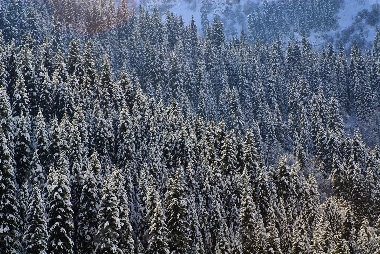 Beautiful fir trees in the mountains photo