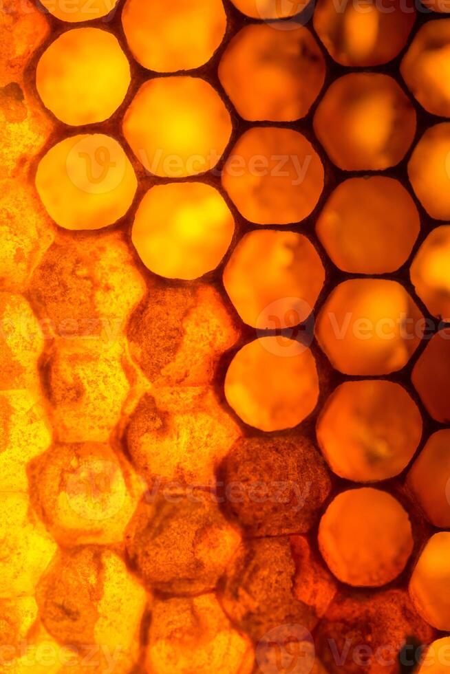 Close up studio shot of organic honey in a honey-comb. photo