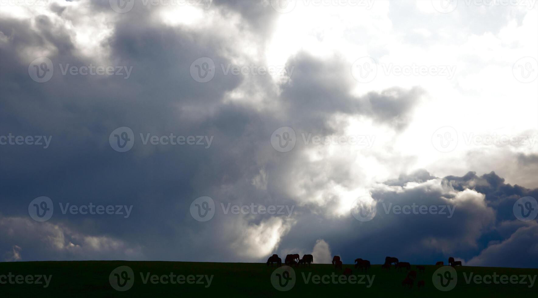 Herd of the Kazakh horse, it is high in mountains to near Almaty photo