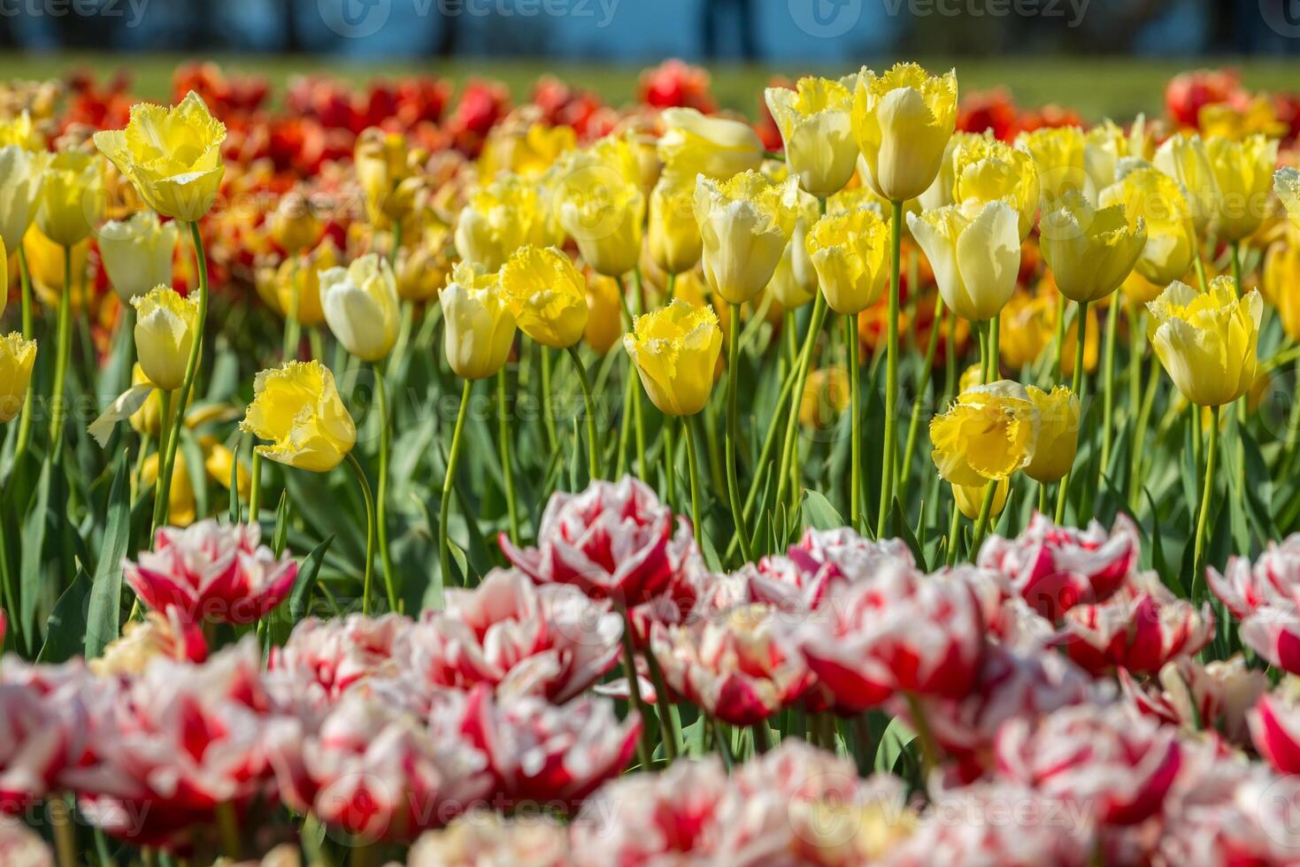 Spring Blooming, tulip Fields in Full Color photo