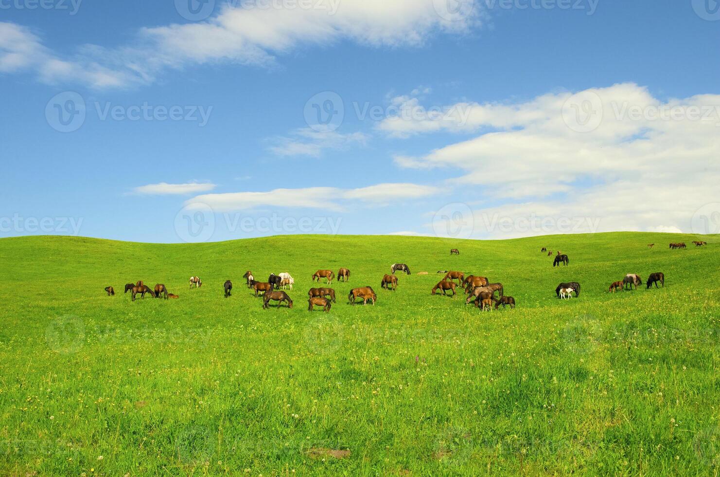 Horses it is passed in the Alpine meadow photo
