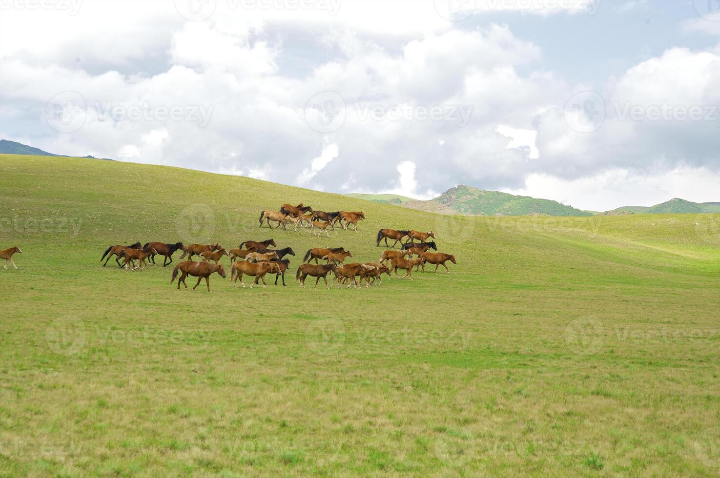 Herd of the Kazakh horse, it is high in mountains to near Almaty photo