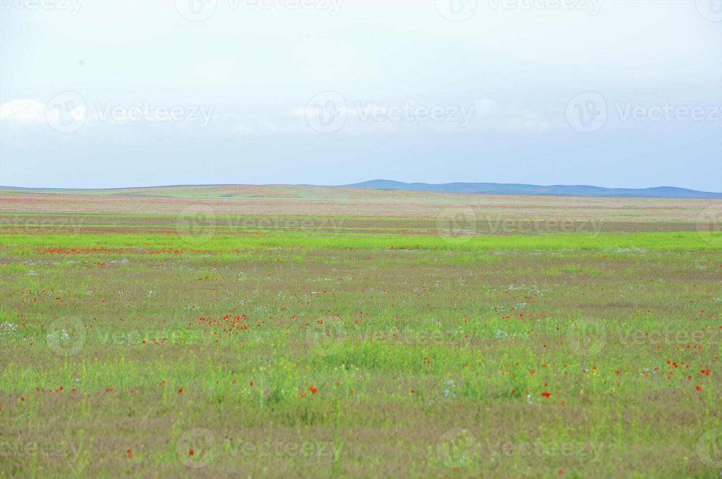 Vessenie fields it is red-allogo a poppy photo