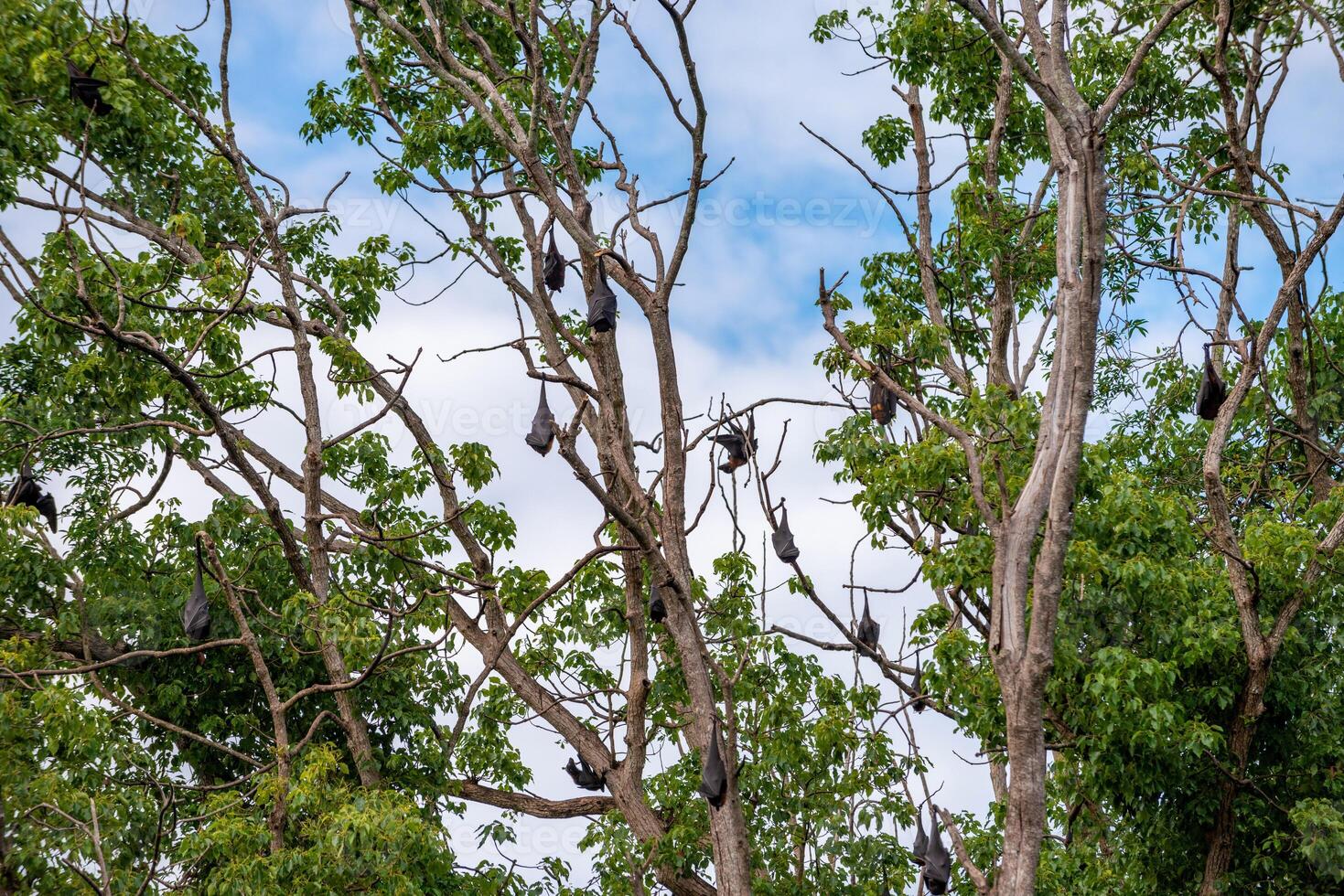 A flock of flying foxes. Australia. Quinsland photo