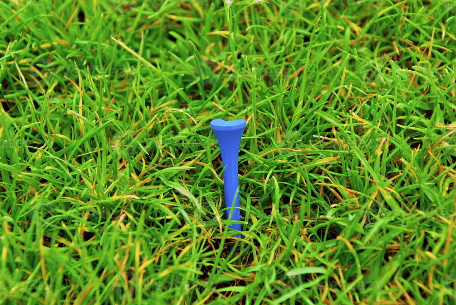 Game in the golf club against the background of the green juicy grass photo