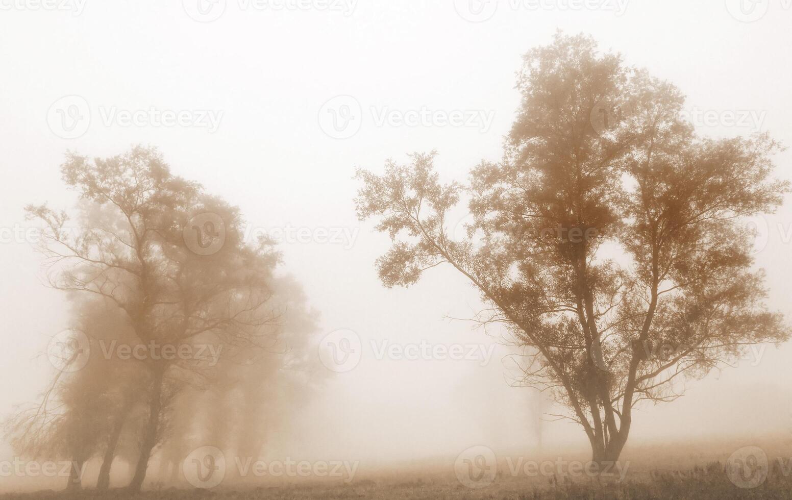 Autumnal trees on the sunset into park photo