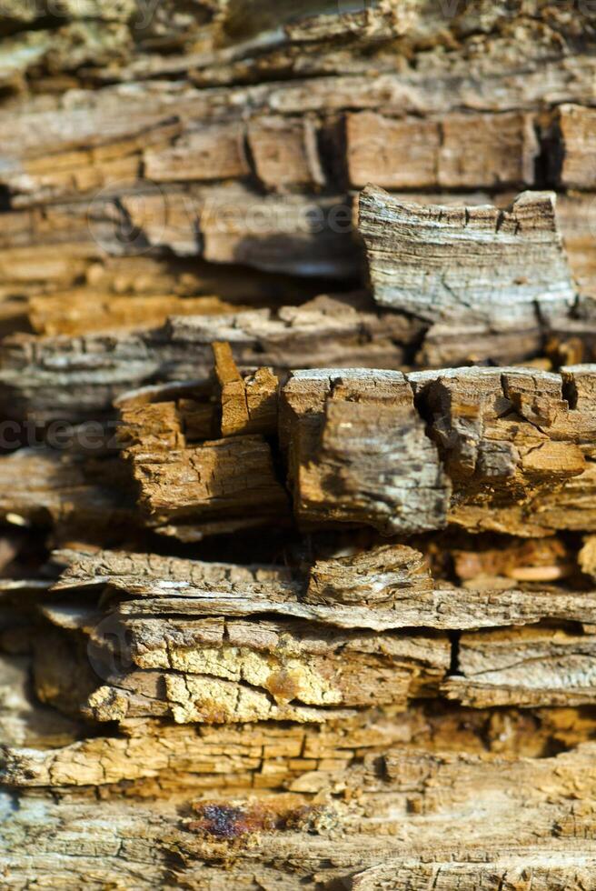 the texture of the tree photo