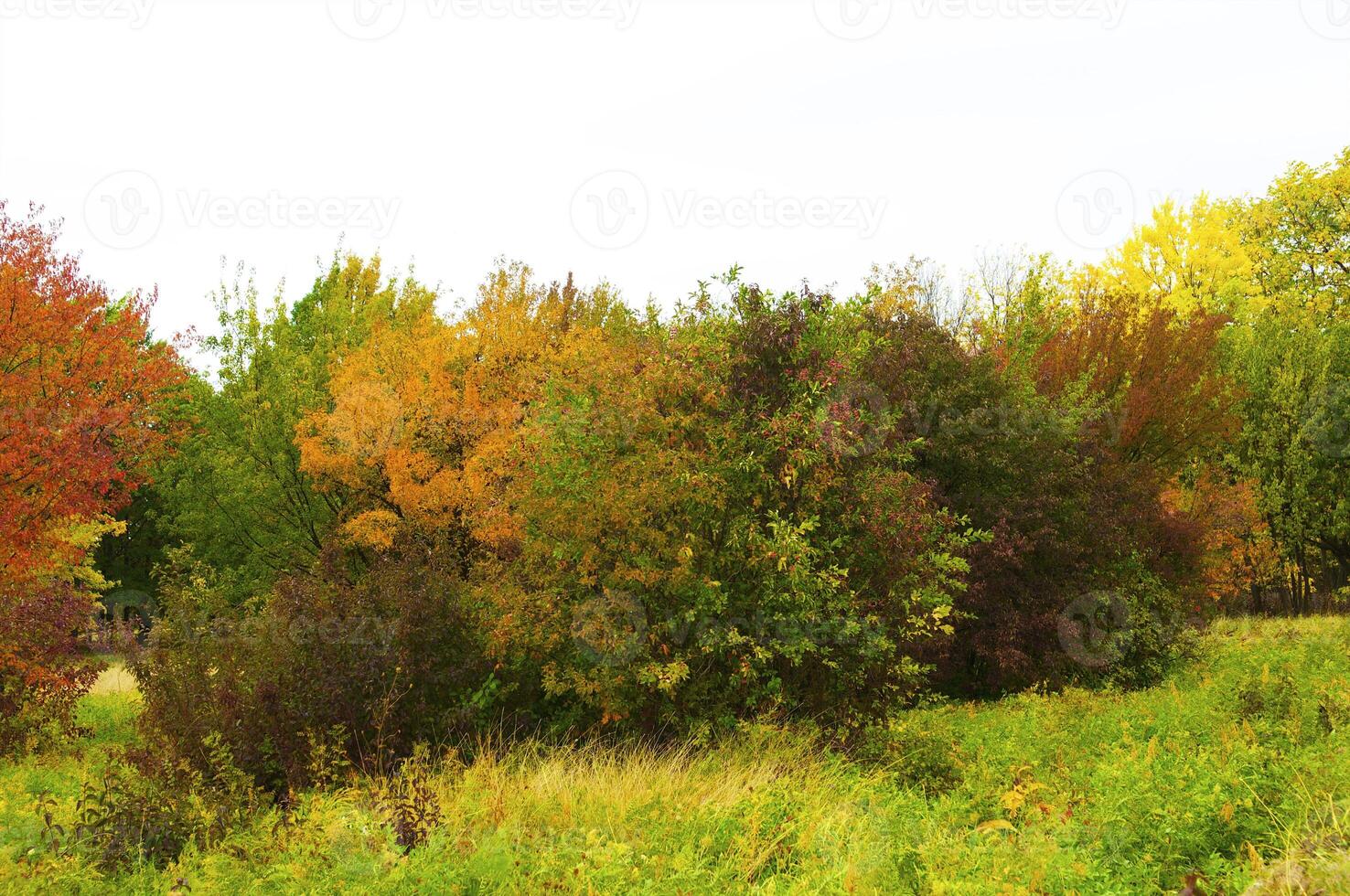 Autumnal trees on the sunset into park photo
