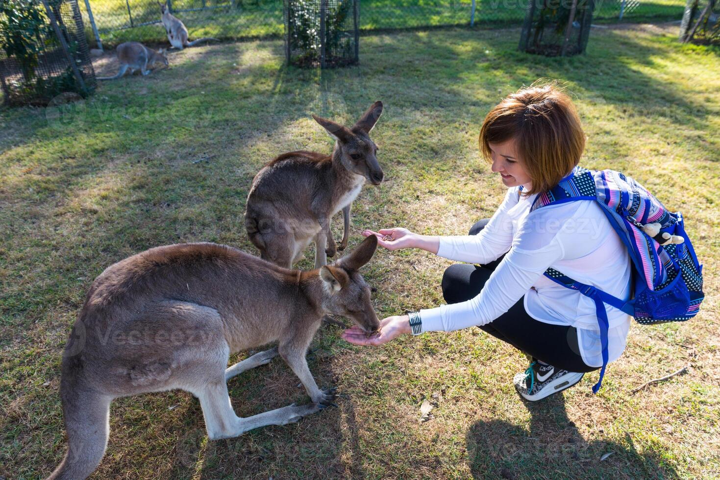 Beautiful girl with kangaroo in the national park, Brisbane, Australia photo