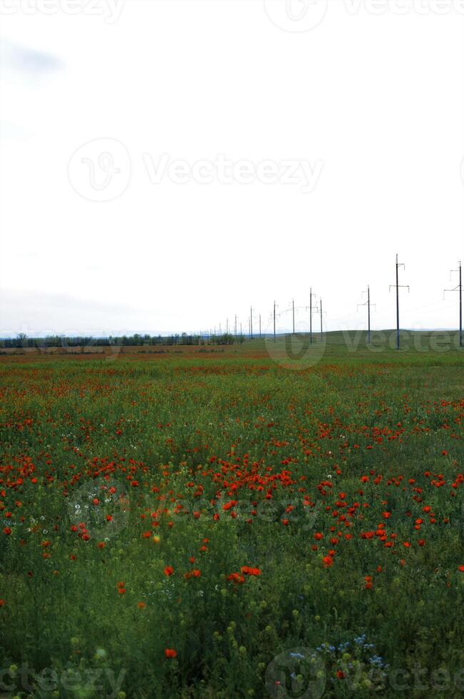 Spring fields it is red-allogo a poppy photo