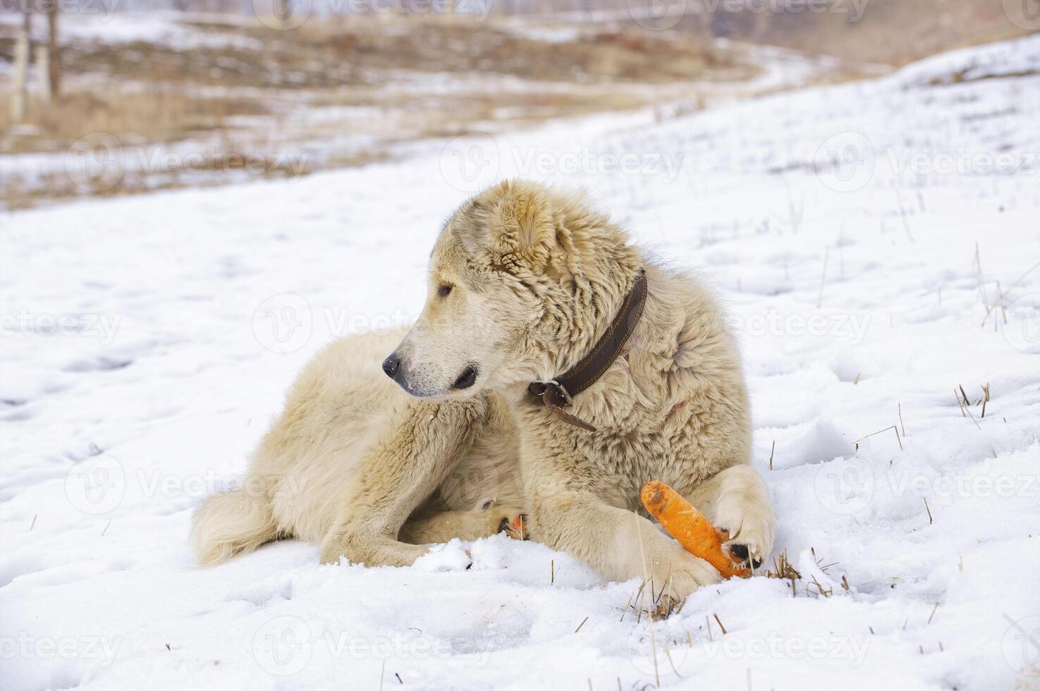 The dog eats a carrot photo