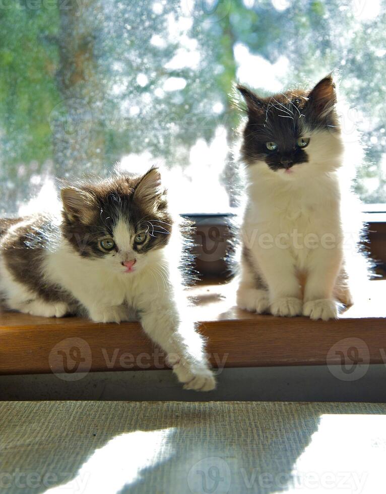Fluffy kittens at a window on a sunset photo