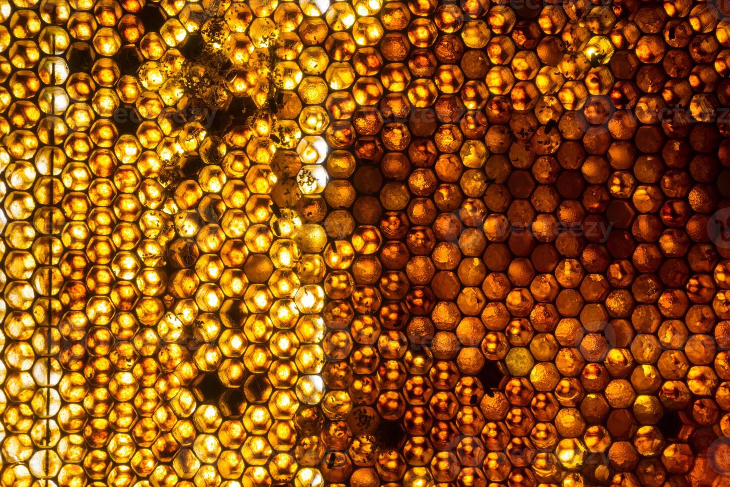 Studio Close-up of Honeycomb photo