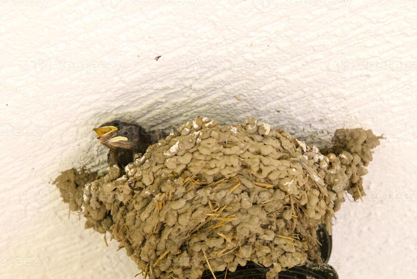 socket with the nestlings of the swallow photo