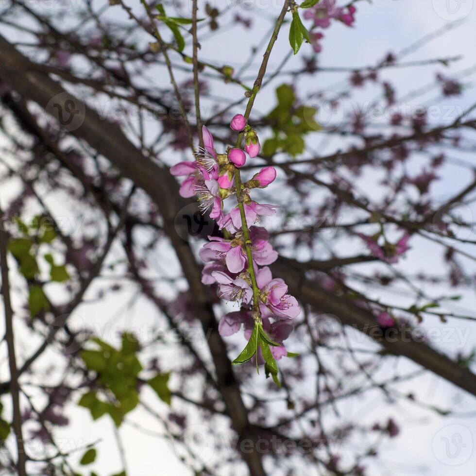 Beautiful tree blooming during March photo
