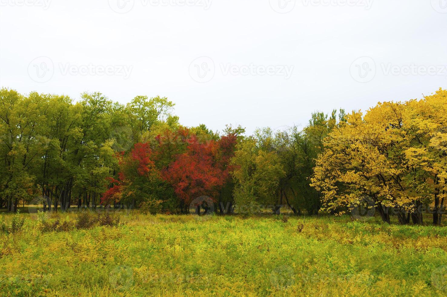 Autumnal trees on the sunset into park photo