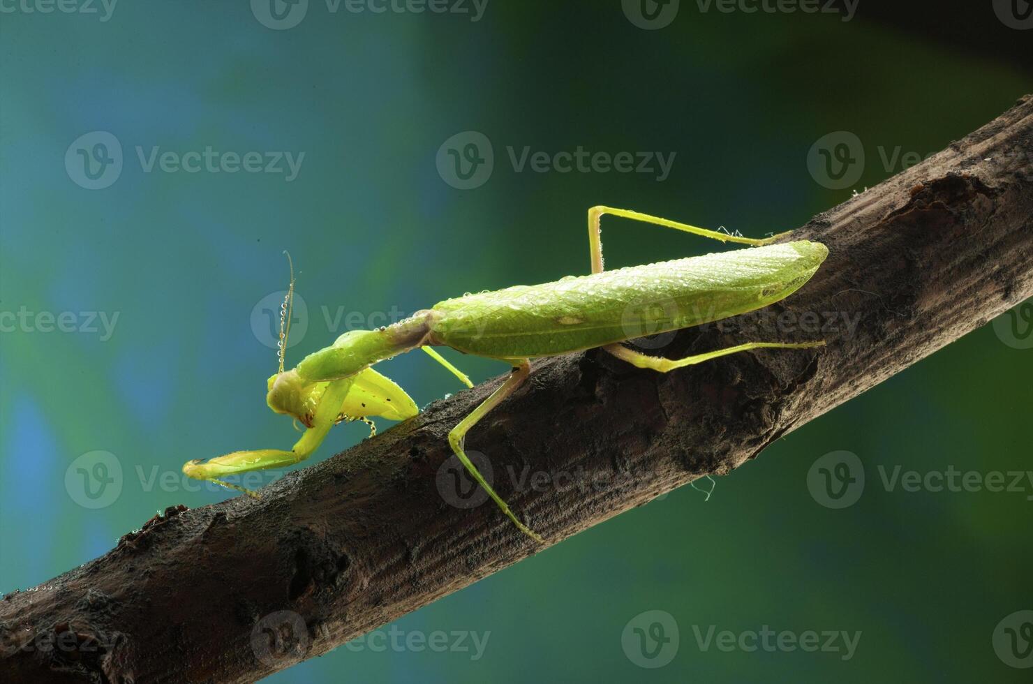 Green mantis in studio photo