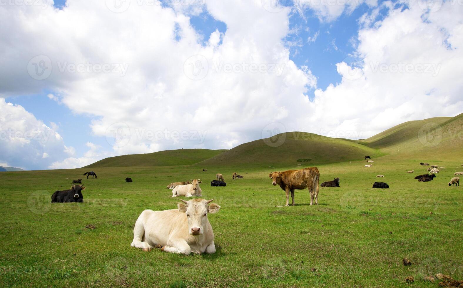 Lying cow on a grass in mountain photo