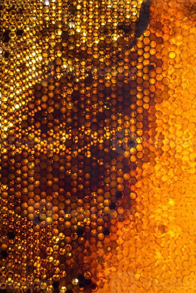 Studio Close-up of Honeycomb photo