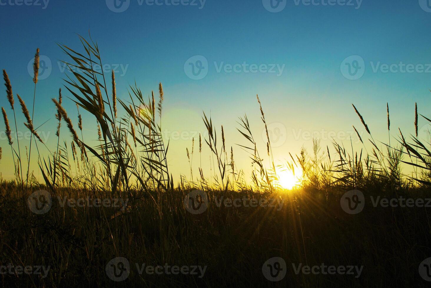 Green reed on the sunset photo