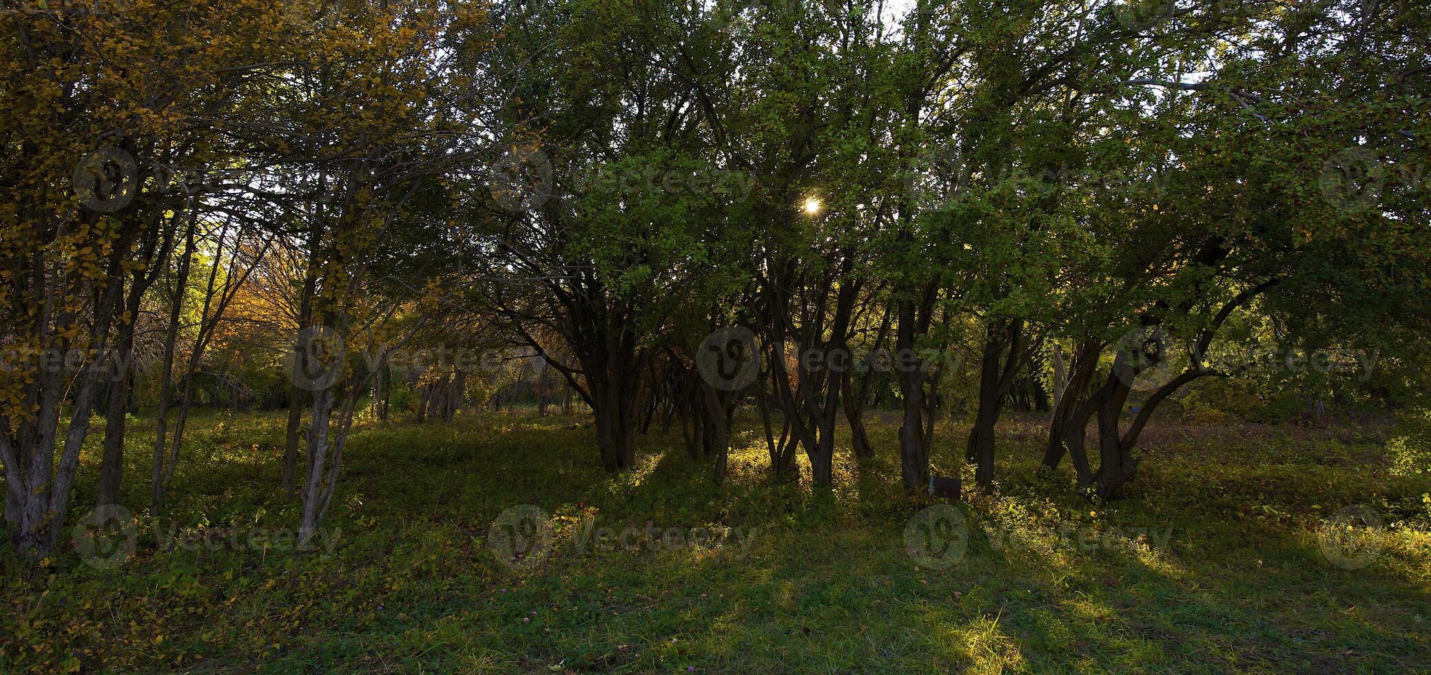 Autumnal trees on the sunset into park photo