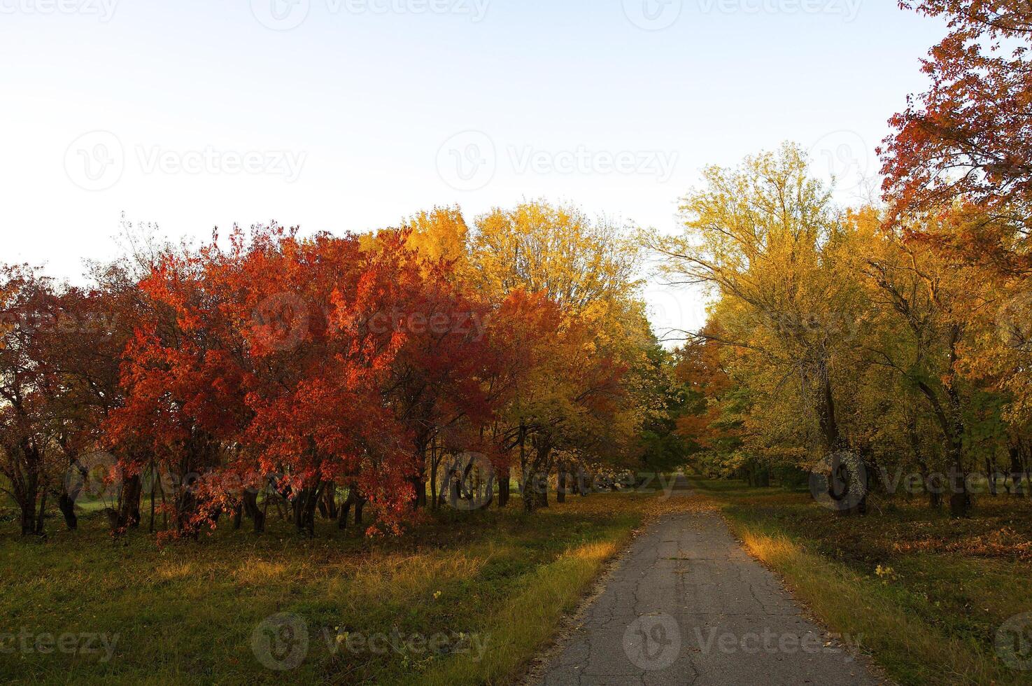 Autumnal trees on the sunset into park photo