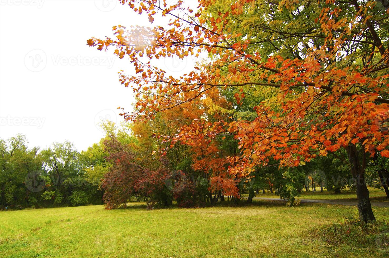 Autumnal trees on the sunset into park photo