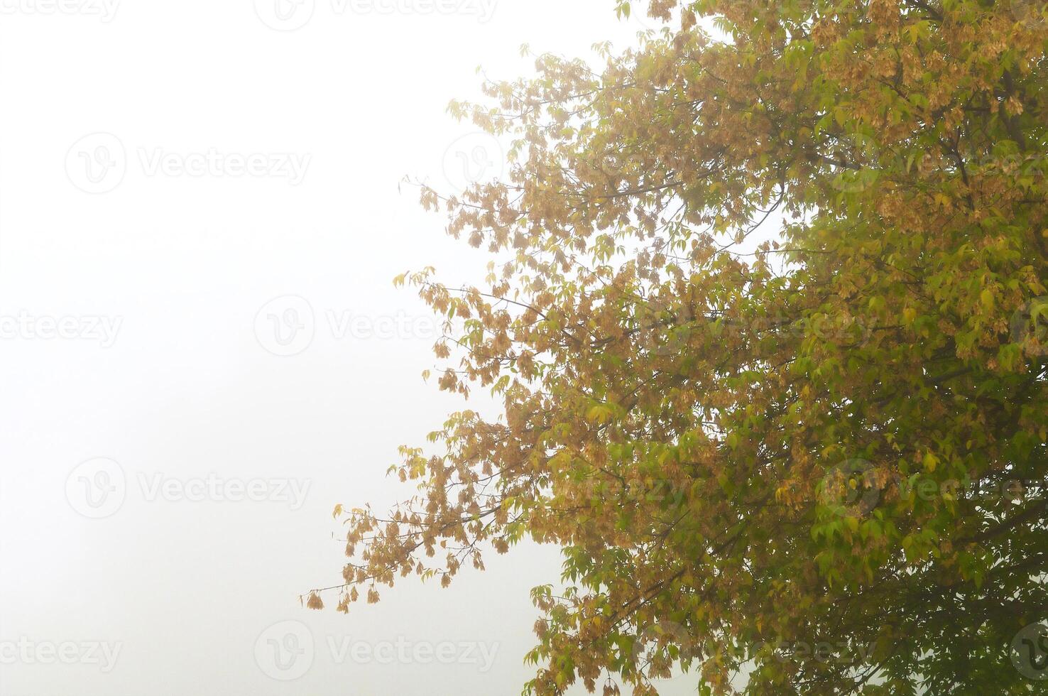 Autumnal trees on the sunset into park photo