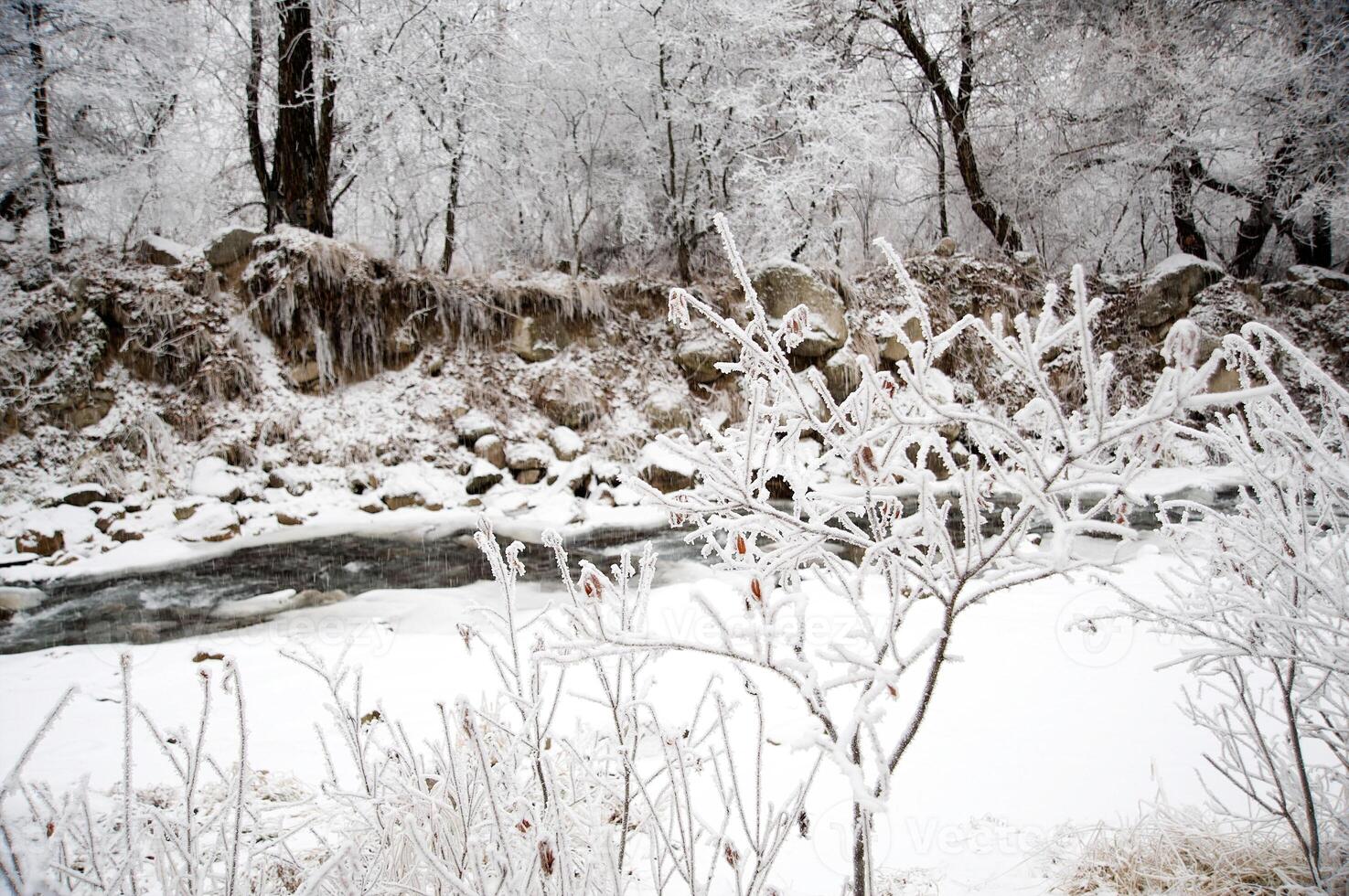Winter trees in mountains, in the evening photo