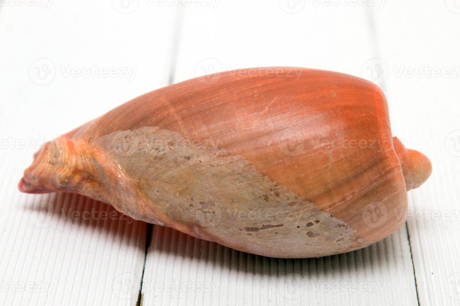 Cymbiola seashell close up photo