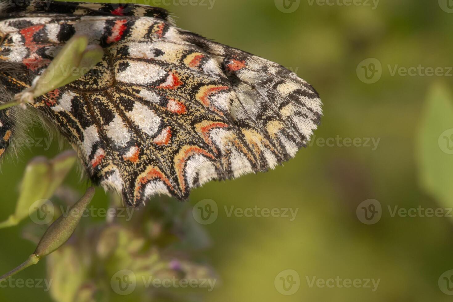 Spanish festoon butterfly - Zerynthia rumina photo