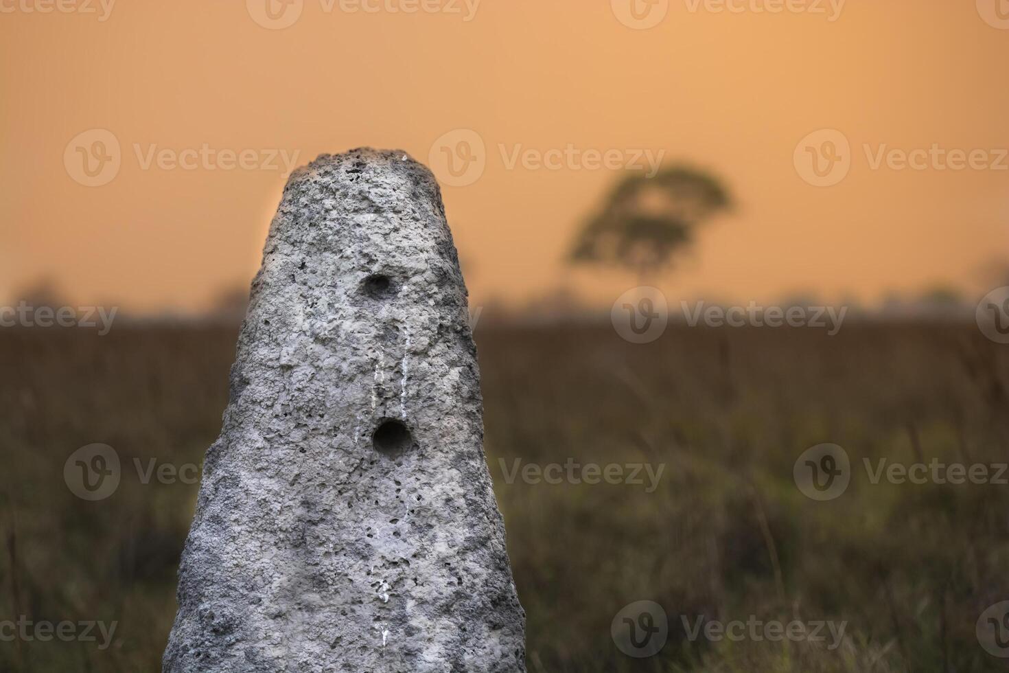 Termite mounds in Pantanal countyside environment,, Transpantaneira Route, Pantanal, Mato grosso.Brazil. photo