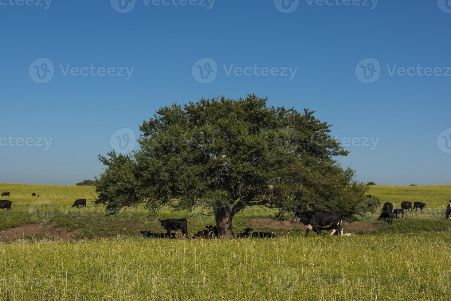Pampas Plain Landscape and cows,Patagonia photo