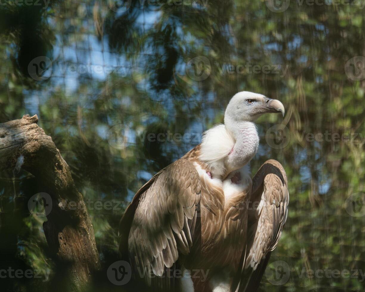 Griffon vulture, Eurasian griffon in the Paris zoologic park, formerly known as the Bois de Vincennes, 12th arrondissement of Paris, which covers an area of 14.5 hectares photo
