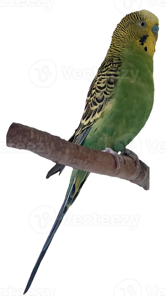 budgie, parrot on a branch png