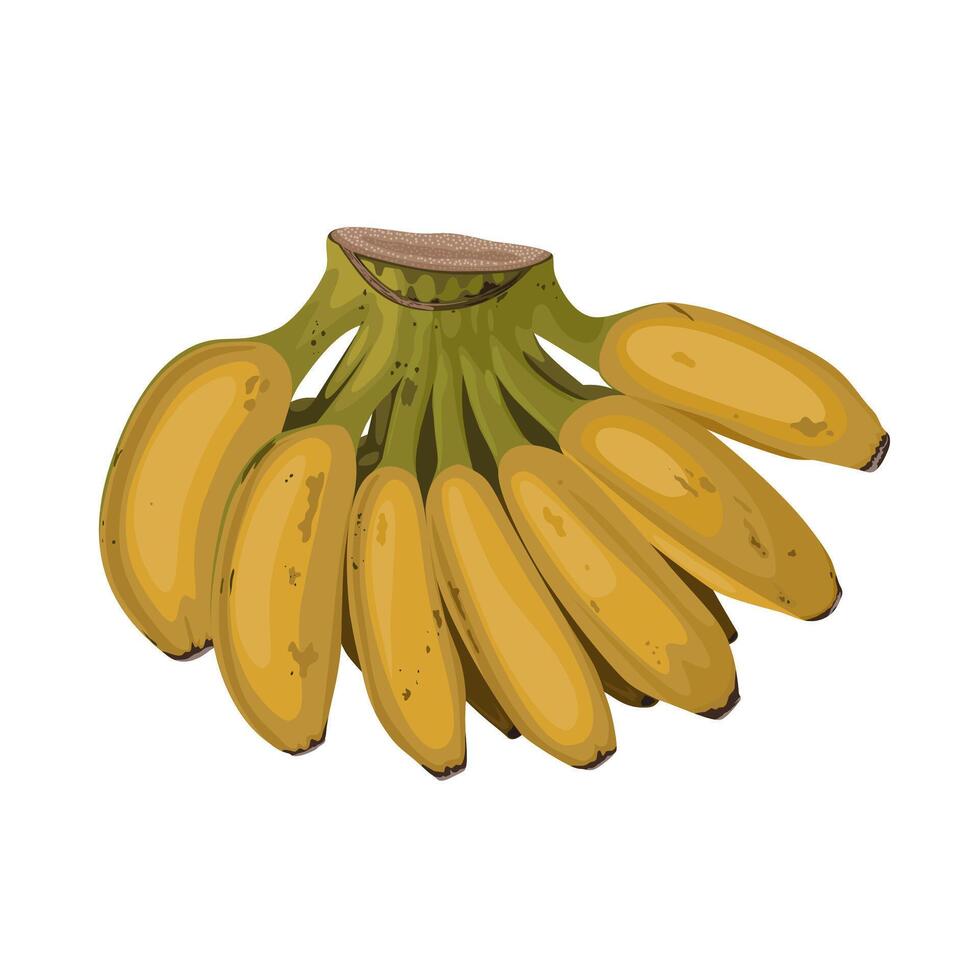 Vector illustration, a comb of ripe saba banana, scientific name Musa acuminata balbisiana, isolated on white background.