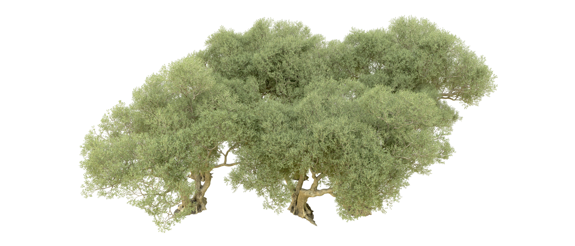 Green forest isolated on background. 3d rendering - illustration png