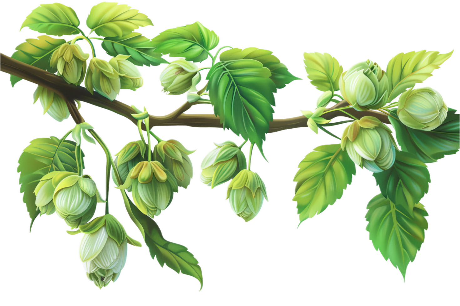 AI generated Illustration of Hop Cones on a Vine png