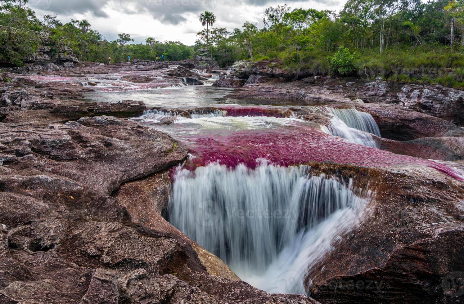 Cano Cristales is a river in Colombia that is located in the Sierra de la Macarena, in the department of Meta. It is considered by many as the Most Beautiful River in the World photo