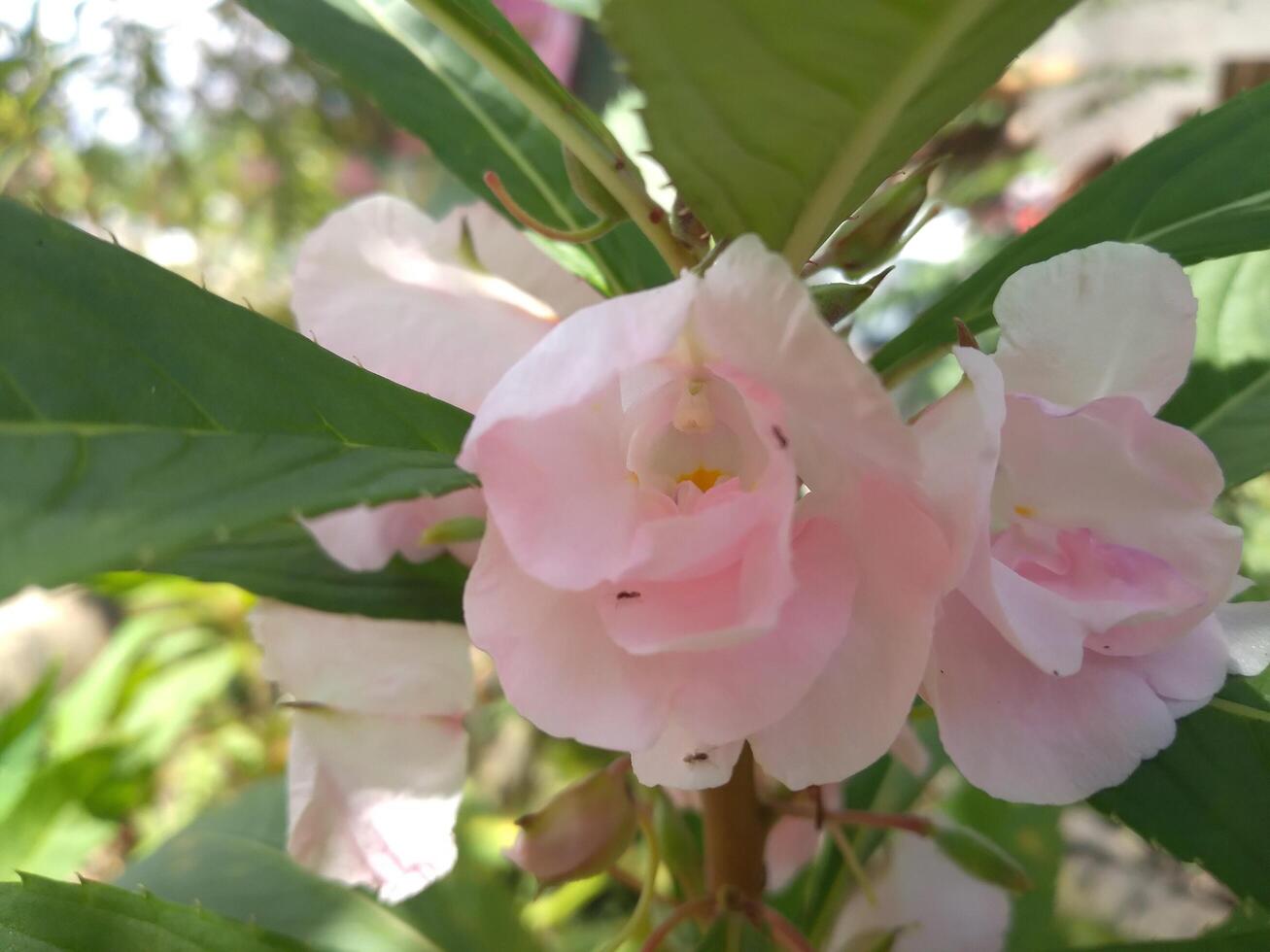Impatiens balsamina L is a plant originating from Asia. This plant is an annual or biennial plant and has white, red, purple or pink flowers. The shape of the flowers resembles small orchids. photo
