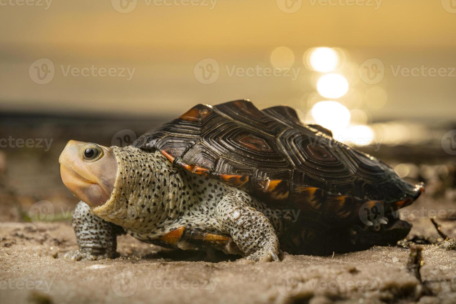 Ornate diamondback terrapin, Malaclemys terrapin macrospilota photo