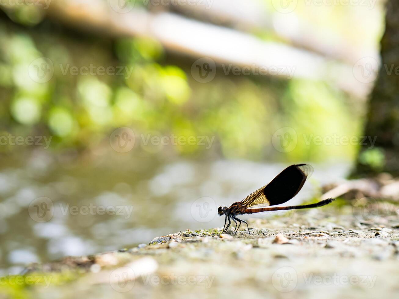Side view of swamp darner dragonfly Epiaeschna heros photo