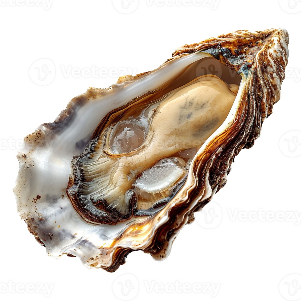 AI generated Oyster isolated on transparent background png
